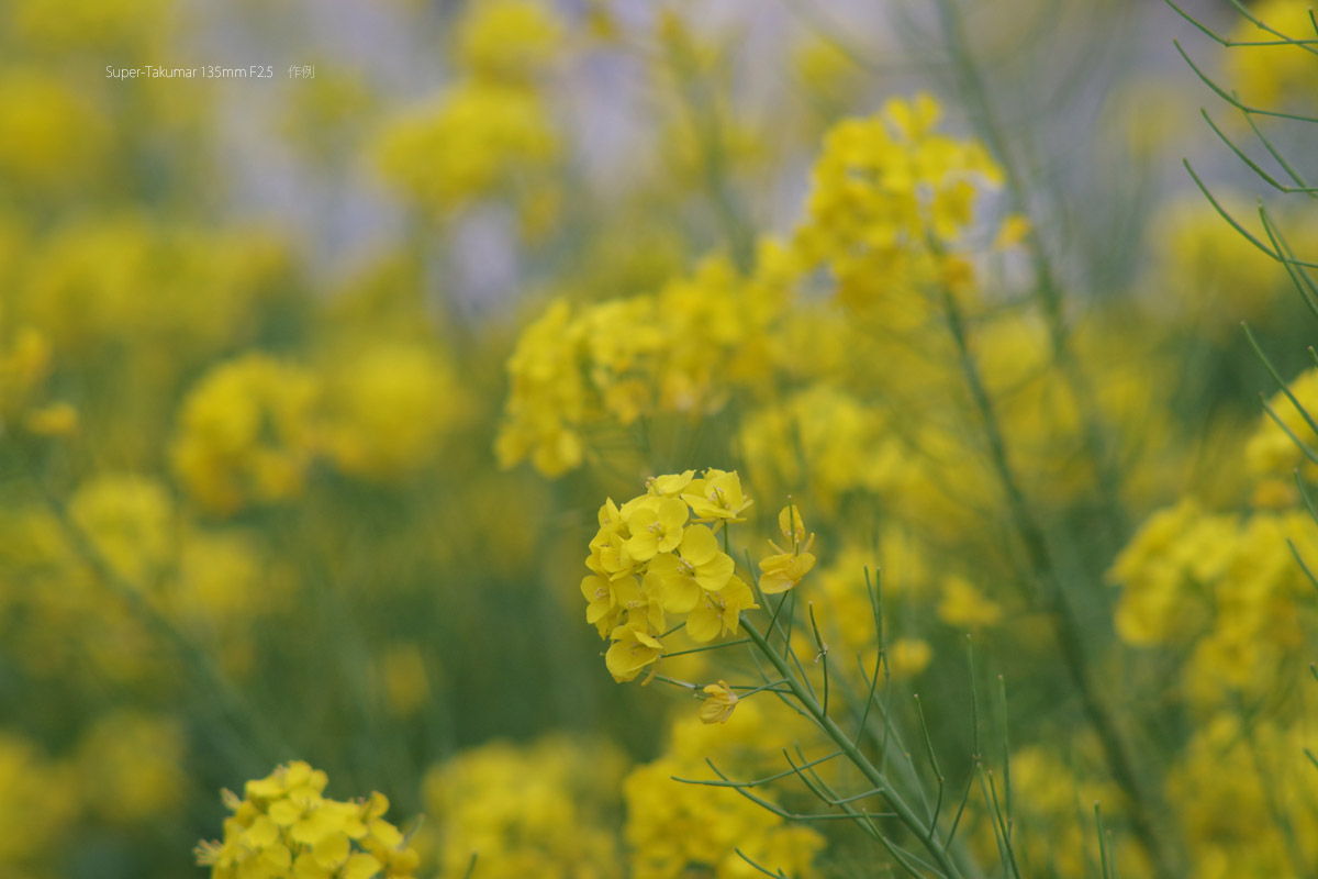 ペンタックス「Super-Takumar 135mm F2.5」分解清掃・作例 | ヨッシー 